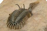 Trident Walliserops Trilobite - Exceptional Preparation #334856-4